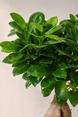 Ficus 'Ginseng' Bonsai Ø:12 H:30 cm Nahaufnahme Finestgreen