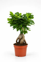 Ficus 'Ginseng' Bonsai Ø:12 H:30 cm freigestellt Finestgreen