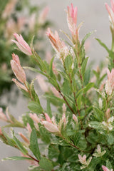 Flamingo-Weide Salix – Stämmchen - Finestgreen
