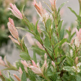 Flamingo-Weide Salix – Stämmchen - Finestgreen