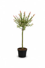 Flamingo-Weide Salix – Stämmchen - Finestgreen