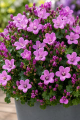 Glockenblume Campanula Ambella Pink – 3er-Set - Finestgreen