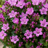 Glockenblume Campanula Ambella Pink – 3er-Set - Finestgreen