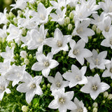 Glockenblume Campanula Ambella White – 3er-Set - Finestgreen