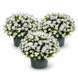 Glockenblume Campanula Ambella White – 3er-Set - Finestgreen