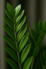 Glücksfeder - Zamioculcas Ø:14 H:50 cm Finestgreen
