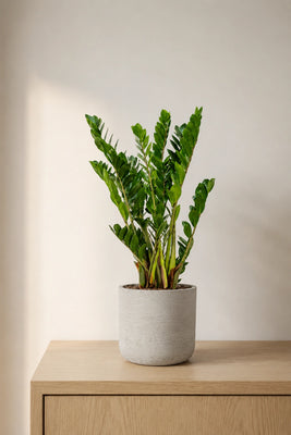 Glücksfeder - Zamioculcas