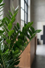 Glücksfeder - Zamioculcas Ø:24 H:90 cm Finestgreen