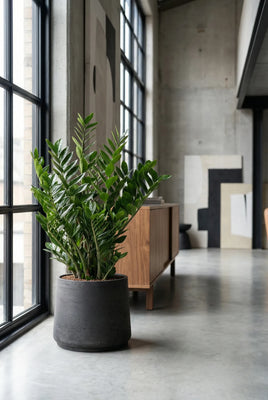 Glücksfeder - Zamioculcas