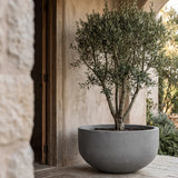 Grosse XXL-Pflanzschale City Bowl Grau aus Fiberstone mit Olivenbaum bepflanzt