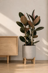 Gummibaum Ficus Elastica Abidjan kaufen — Zimmerpflanze mit dunkelgrünen Glanzblättern