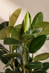 Ficus elastica Robusta Blattdetail — glänzende dunkelgrüne Blätter des Gummibaums