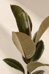 Ficus elastica Tineke Blattdetail — cremefarbene und grüne Blattzeichnung des Gummibaums