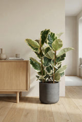 Gummibaum kaufen — Ficus elastica Tineke mit cremig-rosa Blatträndern, 90 cm