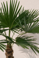 Hanfpalme Trachycarpus Stamm — charakteristischer Faserstamm der robusten Hanfpalme
