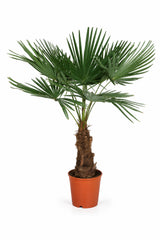 Hanfpalme als Kübelpflanze — mediterrane Gartenpflanze für Terrasse und Garten