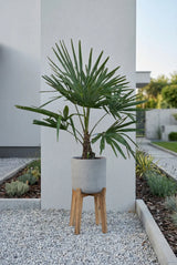 Hanfpalme kaufen — Trachycarpus fortunei winterharte Palme für Garten und Balkon, 100 cm