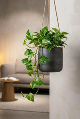 Hanging Charlie Schwarz Blumenampel aus Fiberclay in Beton-Optik || Abgebildete Größe: S