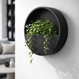 Hanging Wally Wandpflanzschale Schwarz aus Fiberstone – an der Wand montiert mit Pflanze