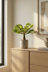 Hawaii Palme – Brighamia insignis Ø:12 H:40 cm Finestgreen