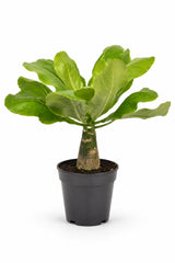 Hawaii Palme – Brighamia insignis Ø:12 H:40 cm freigestellt Finestgreen