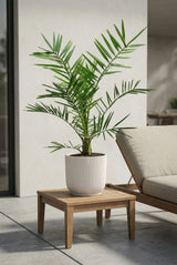 Kanarische Dattelpalme kaufen — Phoenix Canariensis mit gefiederten Wedeln, 80 cm