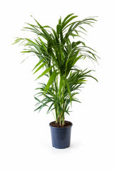 Kentia Palme
