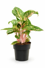 Aglaonema Coco Melon Zimmerpflanze — farbenfrohes tropisches Blattwerk