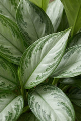 Aglaonema Silver Bay Kolbenfaden — pflegeleichte Zimmerpflanze mit dekorativen Blättern