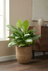 Aglaonema Silver Bay kaufen — Kolbenfaden mit silbergrüner Blattzeichnung, 60 cm