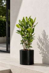 Laurus Nobilis kaufen — mediterrane Lorbeerpflanze mit aromatischen glänzenden Blättern
