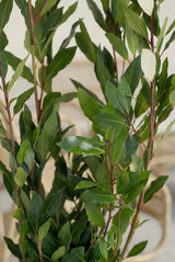 Echter Lorbeer Laurus Nobilis — aromatischer Strauch mit glänzenden dunkelgrünen Blättern