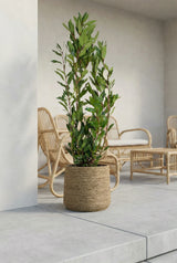 Laurus Nobilis Echter Lorbeer kaufen — mediterrane Lorbeerpflanze für Garten, 120 cm