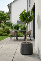 Laurus Nobilis auf Stamm kaufen — Lorbeer als Stämmchen mit rundem Kronendach, 90 cm