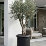 Max Classic Pflanzkübel Schwarz aus Fiberstone – konisch-hoher Kübel im Lifestyle-Setting