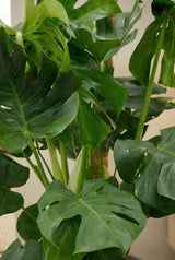 Monstera Deliciosa Zimmerpflanze — tropisches Fensterblatt mit dekorierten Blättern