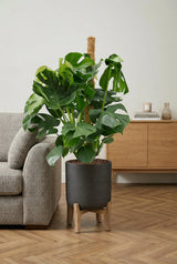 Monstera Deliciosa kaufen — Fensterblatt mit Moosstab und tiefen Blattschlitzen, 120 cm