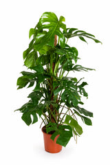 Monstera Deliciosa mit Moosstab