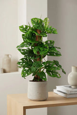 Monstera Monkey Leaf kaufen — Monstera adansonii mit Moosstab und Löcherblättern, 65 cm