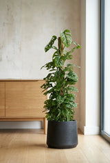 Monstera Monkey Leaf mit Moosstab Ø:27 H:160 cm Finestgreen