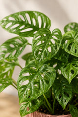 Monstera Obliqua Blattdetail — feine Perforierungen der seltenen Lochmonstera
