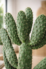 Feigenkaktus - Opuntia Consolea Finestgreen
