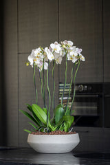 Madu Grey Washed Pflanzschale Grau aus Fiberclay || Abgebildete Größe: M