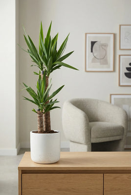 Yucca Palme - Palmlilie