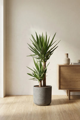 Yucca Palme - Palmlilie
