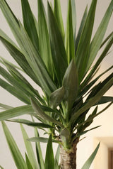Palmlilie - Yucca Ø:17 H:80 cm Finestgreen