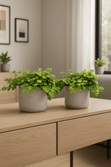 Two Peperomia rotundifolia plants in decorative pots, showcasing lush green leaves and compact growth.