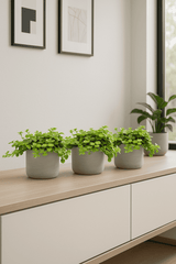 Three small Peperomia rotundifolia plants in pots, showcasing their round, succulent leaves and vibrant green color.