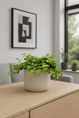 Peperomia rotundifolia plant by Flora@Home with round, fleshy leaves in a small pot, showcasing lush green foliage.