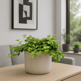 Peperomia rotundifolia plant by Flora@Home with round, fleshy leaves in a small pot, showcasing lush green foliage.